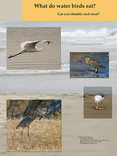 poster of 4 large water birds with prey