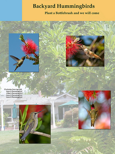 poster of Allen's and Anna's Backyard Hummingbirds
