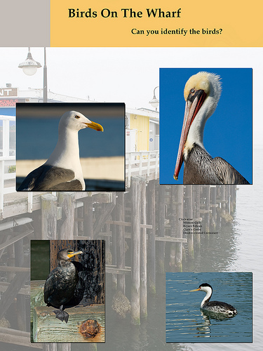 poster of 4 common wharf birds