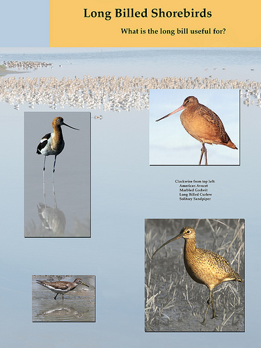 poster of 4 long-billed shore birds