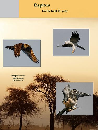 poster of 3 raptors in flight