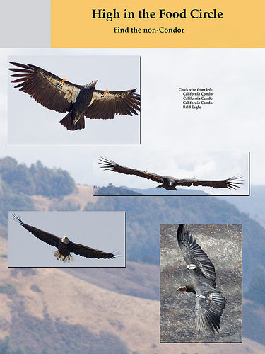 poster of Califronia Condors and a Bald Eagle